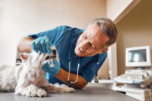 Best Emergency Treatment for Toothache in Goliad, TX